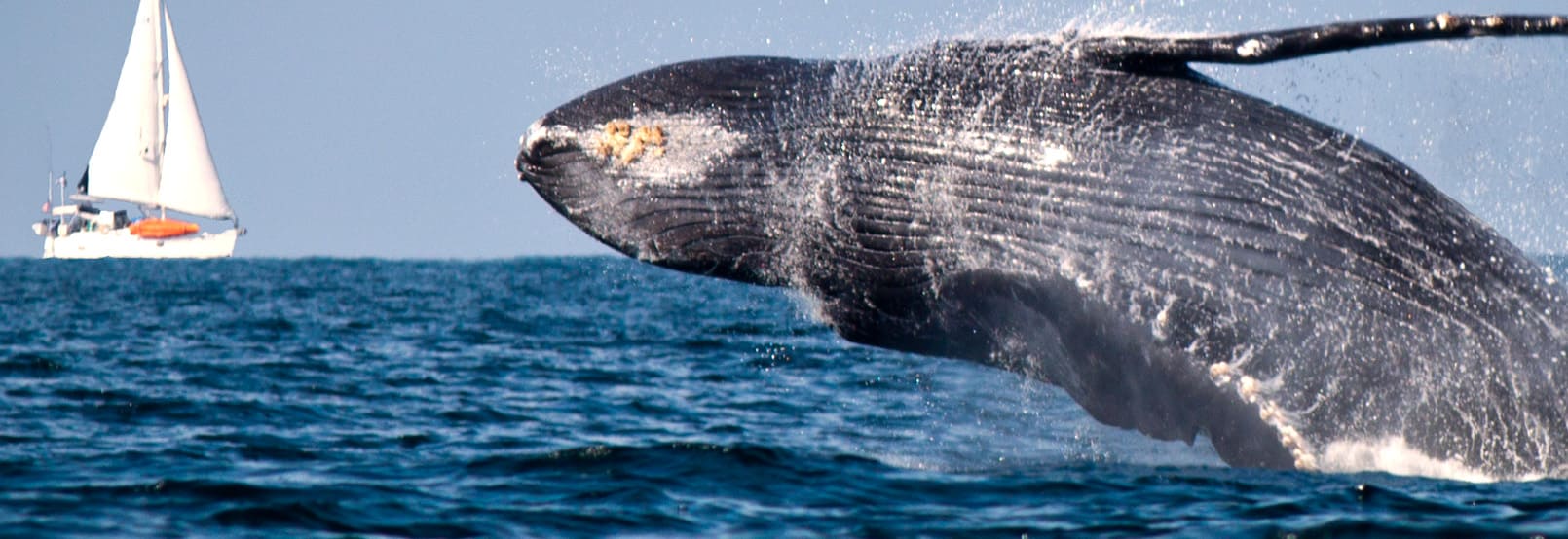 Avistamiento de Ballenas en Mazatlán